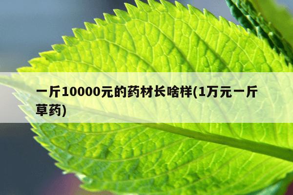 一斤10000元的药材长啥样(1万元一斤草药)