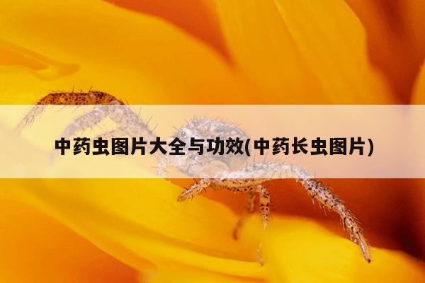 中药虫图片大全与功效(中药长虫图片)