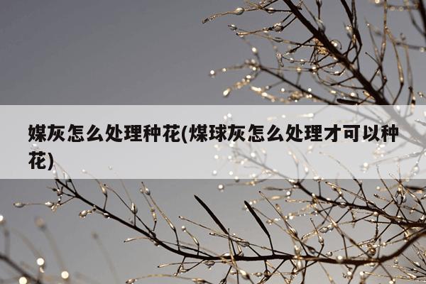 媒灰怎么处理种花(煤球灰怎么处理才可以种花)