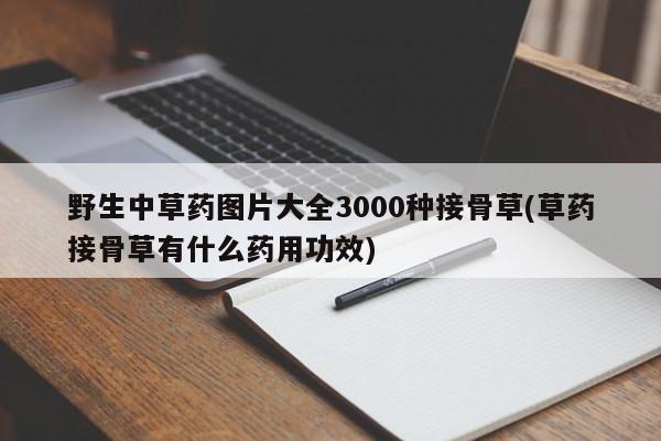 野生中草药图片大全3000种接骨草(草药接骨草有什么药用功效)