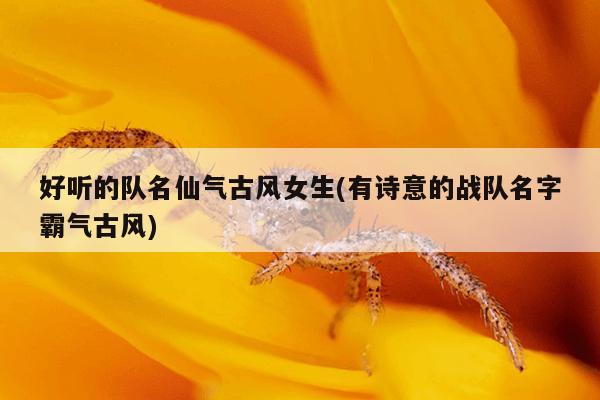 好听的队名仙气古风女生(有诗意的战队名字霸气古风)