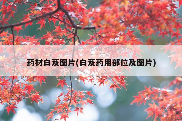 药材白芨图片(白芨药用部位及图片)
