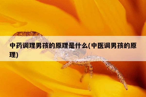中药调理男孩的原理是什么(中医调男孩的原理)