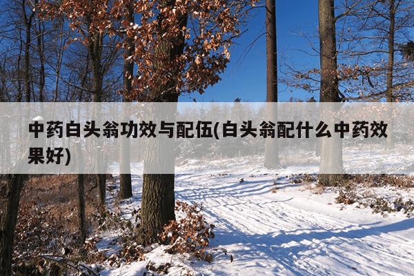 中药白头翁功效与配伍(白头翁配什么中药效果好)