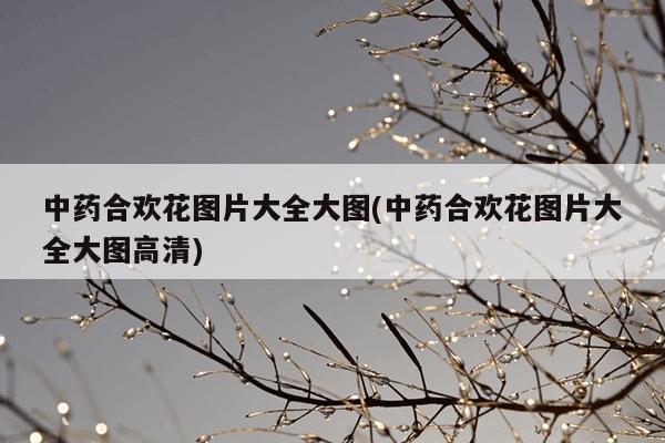 中药合欢花图片大全大图(中药合欢花图片大全大图高清)