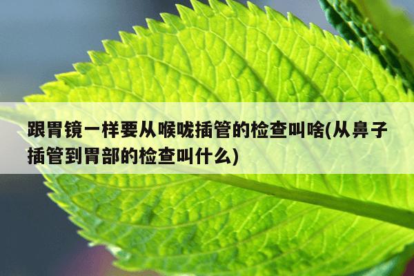 跟胃镜一样要从喉咙插管的检查叫啥(从鼻子插管到胃部的检查叫什么)