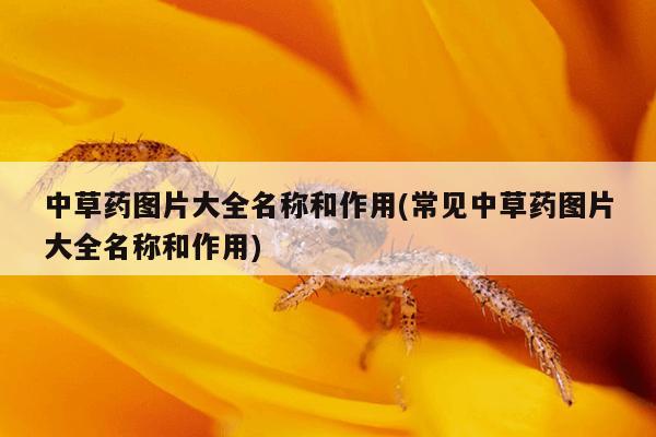 中草药图片大全名称和作用(常见中草药图片大全名称和作用)