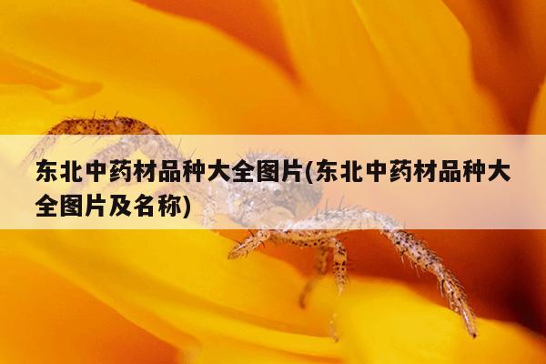 东北中药材品种大全图片(东北中药材品种大全图片及名称)
