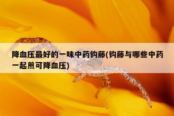 降血压最好的一味中药钩藤(钩藤与哪些中药一起煎可降血压)