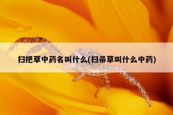 扫把草中药名叫什么(扫帚草叫什么中药)