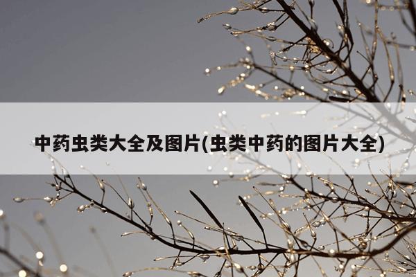 中药虫类大全及图片(虫类中药的图片大全)