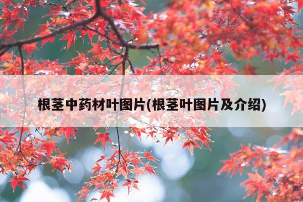 根茎中药材叶图片(根茎叶图片及介绍)