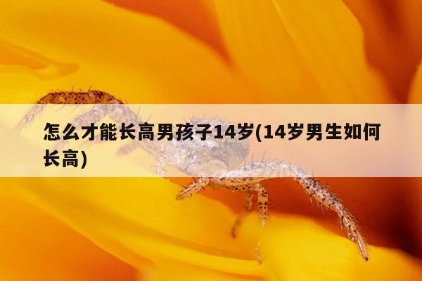 怎么才能长高男孩子14岁(14岁男生如何长高)