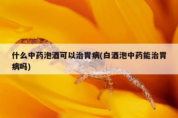 什么中药泡酒可以治胃病(白酒泡中药能治胃病吗)