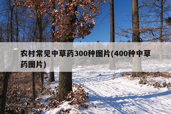 农村常见中草药300种图片(400种中草药图片)