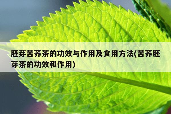 胚芽苦荞茶的功效与作用及食用方法(苦荞胚芽茶的功效和作用)