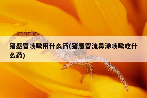 猪感冒咳嗽用什么药(猪感冒流鼻涕咳嗽吃什么药)