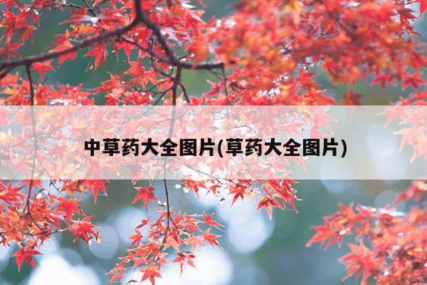 中草药大全图片(草药大全图片)