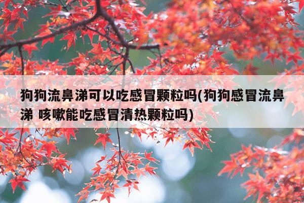 狗狗流鼻涕可以吃感冒颗粒吗(狗狗感冒流鼻涕 咳嗽能吃感冒清热颗粒吗)