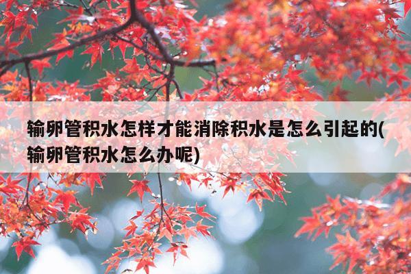 输卵管积水怎样才能消除积水是怎么引起的(输卵管积水怎么办呢)