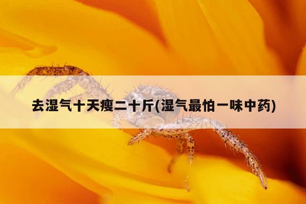 去湿气十天瘦二十斤(湿气最怕一味中药)