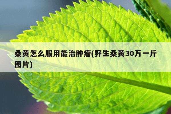 桑黄怎么服用能治肿瘤(野生桑黄30万一斤图片)