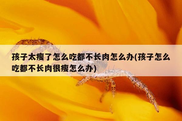 孩子太瘦了怎么吃都不长肉怎么办(孩子怎么吃都不长肉很瘦怎么办)