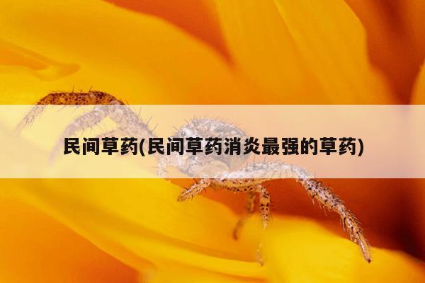 民间草药(民间草药消炎最强的草药)