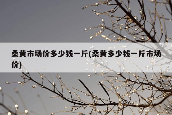 桑黄市场价多少钱一斤(桑黄多少钱一斤市场价)