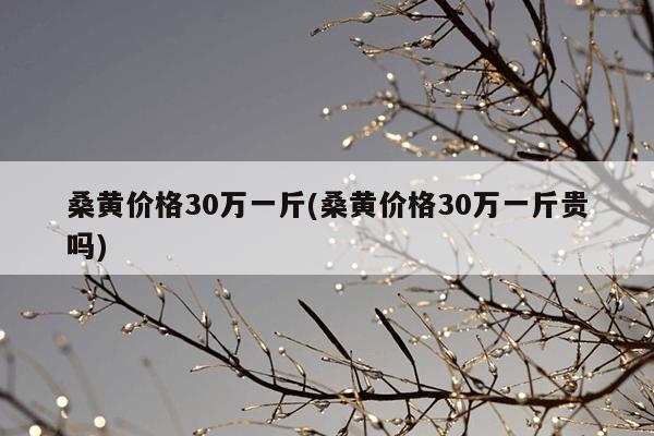 桑黄价格30万一斤(桑黄价格30万一斤贵吗)