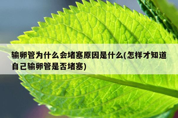 输卵管为什么会堵塞原因是什么(怎样才知道自己输卵管是否堵塞)