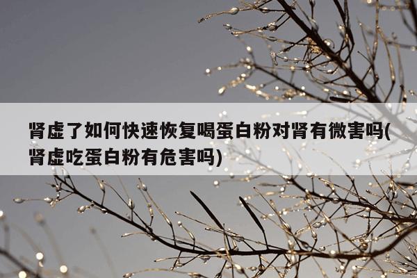 肾虚了如何快速恢复喝蛋白粉对肾有微害吗(肾虚吃蛋白粉有危害吗)