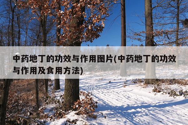 中药地丁的功效与作用图片(中药地丁的功效与作用及食用方法)