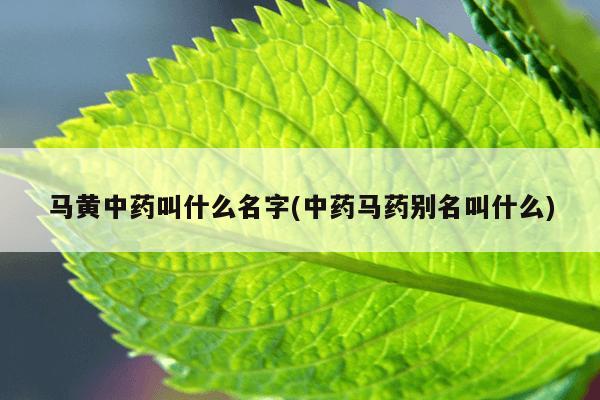马黄中药叫什么名字(中药马药别名叫什么)
