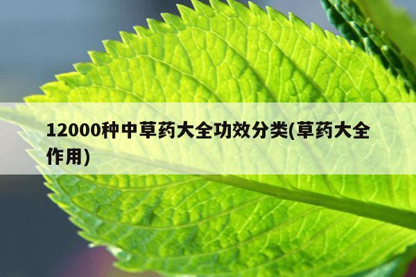 12000种中草药大全功效分类(草药大全作用)