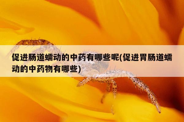 促进肠道蠕动的中药有哪些呢(促进胃肠道蠕动的中药物有哪些)
