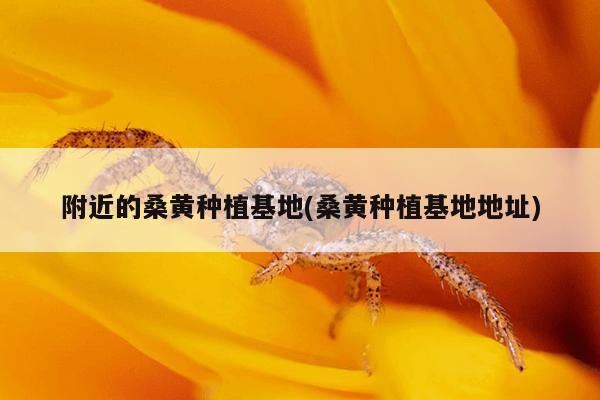 附近的桑黄种植基地(桑黄种植基地地址)