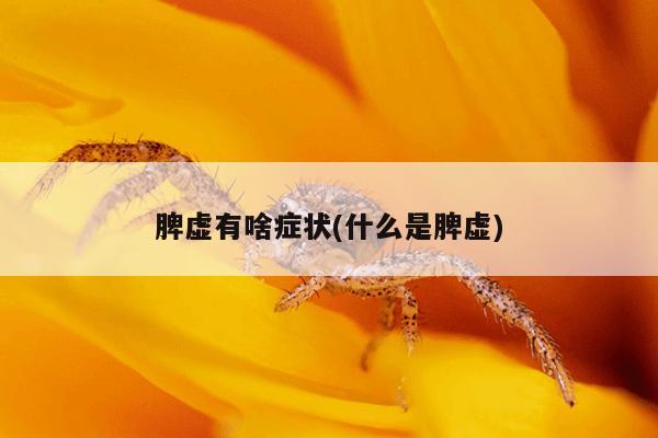 脾虚有啥症状(什么是脾虚)