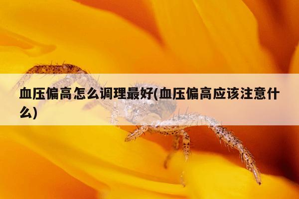 血压偏高怎么调理最好(血压偏高应该注意什么)