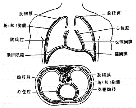 胸膜前界图片