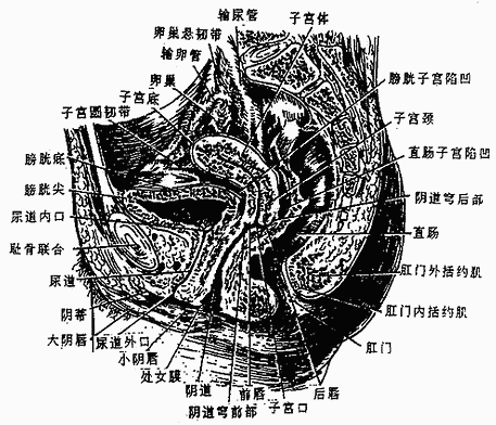 子宫粘膜叫子宫内膜,子宫底和体的内膜随月经周期(约28天)而变化,呈