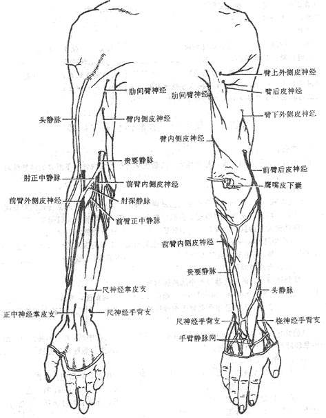 上肢静脉解剖图图片