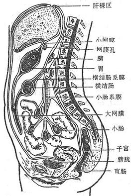 壁腹膜和脏腹膜图片