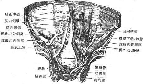 《人体解剖学》_第二节 腹膜和腹膜腔_中医药方网