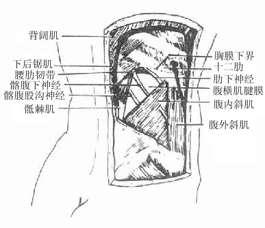 腰骶部三角图片