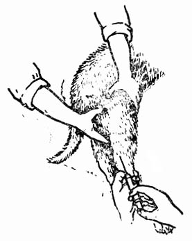 第二节 动物实验基本方法