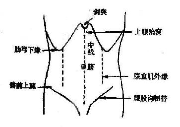 第一节 腹部体表标志及分区