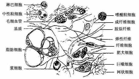图1-7 疏松结缔组织