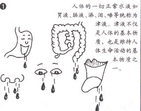 图说中医之十九津液的概念及基本功能